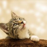 Tout savoir sur le langage des chats