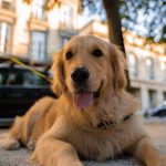 Le Golden retriever demande des soins particuliers pour son pelage