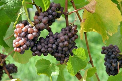 Quel est le cépage du vin du Rhône ?