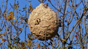 Les meilleures astuces pour détruire un nid de frelons asiatiques