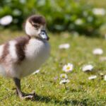 Comment dénicher le nichoir parfait pour abriter vos canards