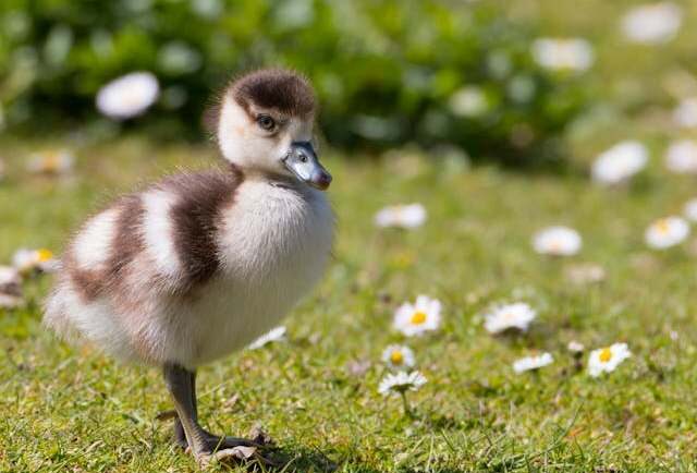 Comment dénicher le nichoir parfait pour abriter vos canards