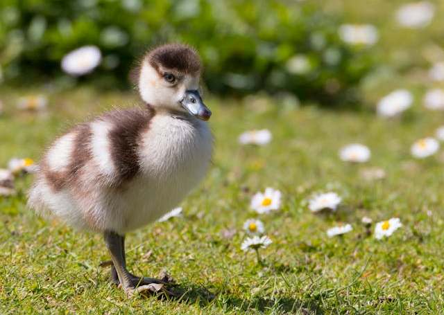 Comment dénicher le nichoir parfait pour abriter vos canards