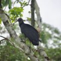 oiseaux en Colombie