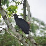 oiseaux en Colombie