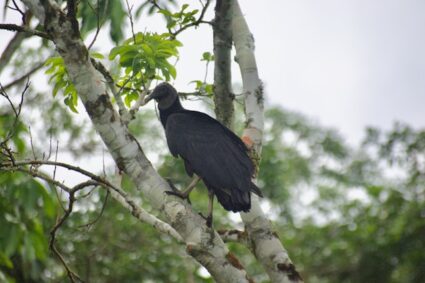Découverte des oiseaux en Colombie