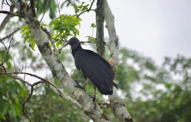 oiseaux en Colombie