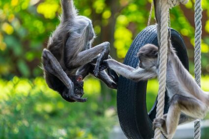 Les singes et l’utilisation d’outils : une exploration fascinante dans la nature