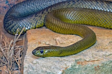 Les animaux venimeux : ce qu’il faut savoir