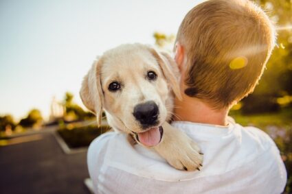 Guide complet pour adopter un animal de refuge : conseils et étapes à suivre