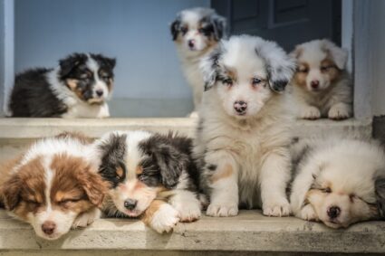 Comprendre le langage corporel de votre chiot : clés