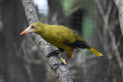 Les oiseaux rares à observer en safari : guide des espèces à ne pas manquer