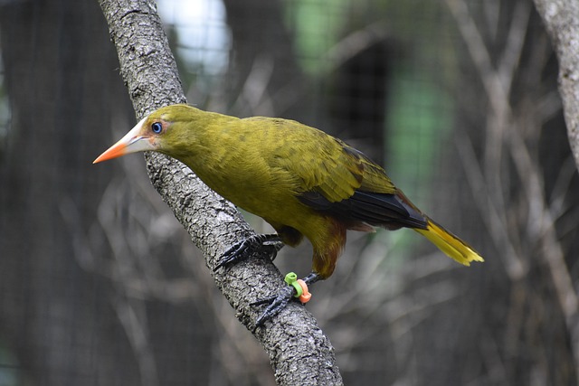 Les oiseaux rares