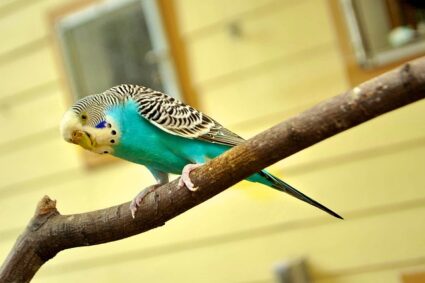 Top 5 des oiseaux exotiques à adopter pour égayer votre maison