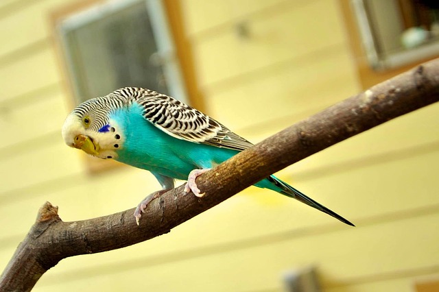 Des oiseaux exotiques