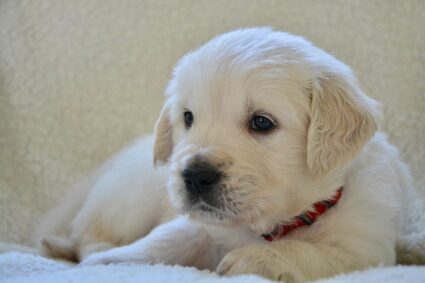 Clefs pour bien gérer l’arrivée d’un nouveau chiot