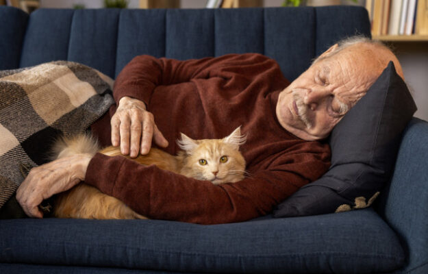 le chat senior
