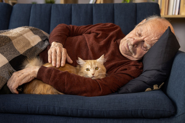 le chat senior