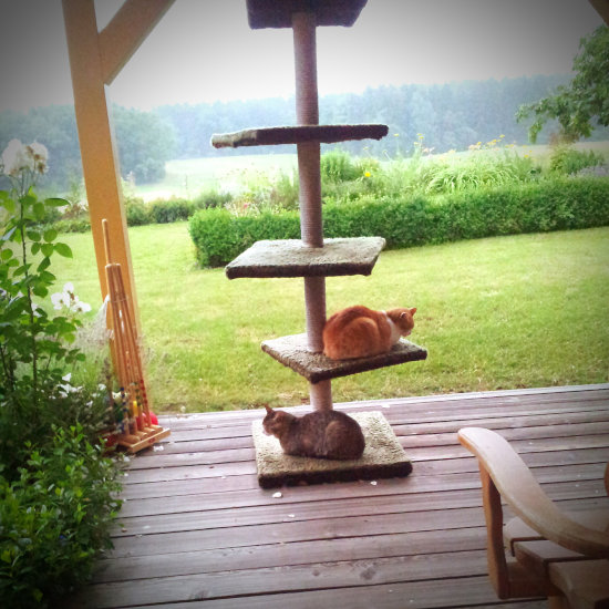 Aménagement d'espaces de jeu extérieurs pour chats