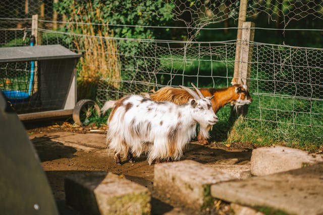 Comment construire un enclos sécurisé pour vos animaux de ferme ?