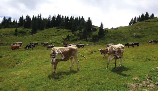 Bio et bien-être animal : un partenariat essentiel pour un futur responsable