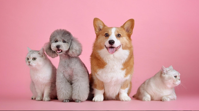 chiens et chats