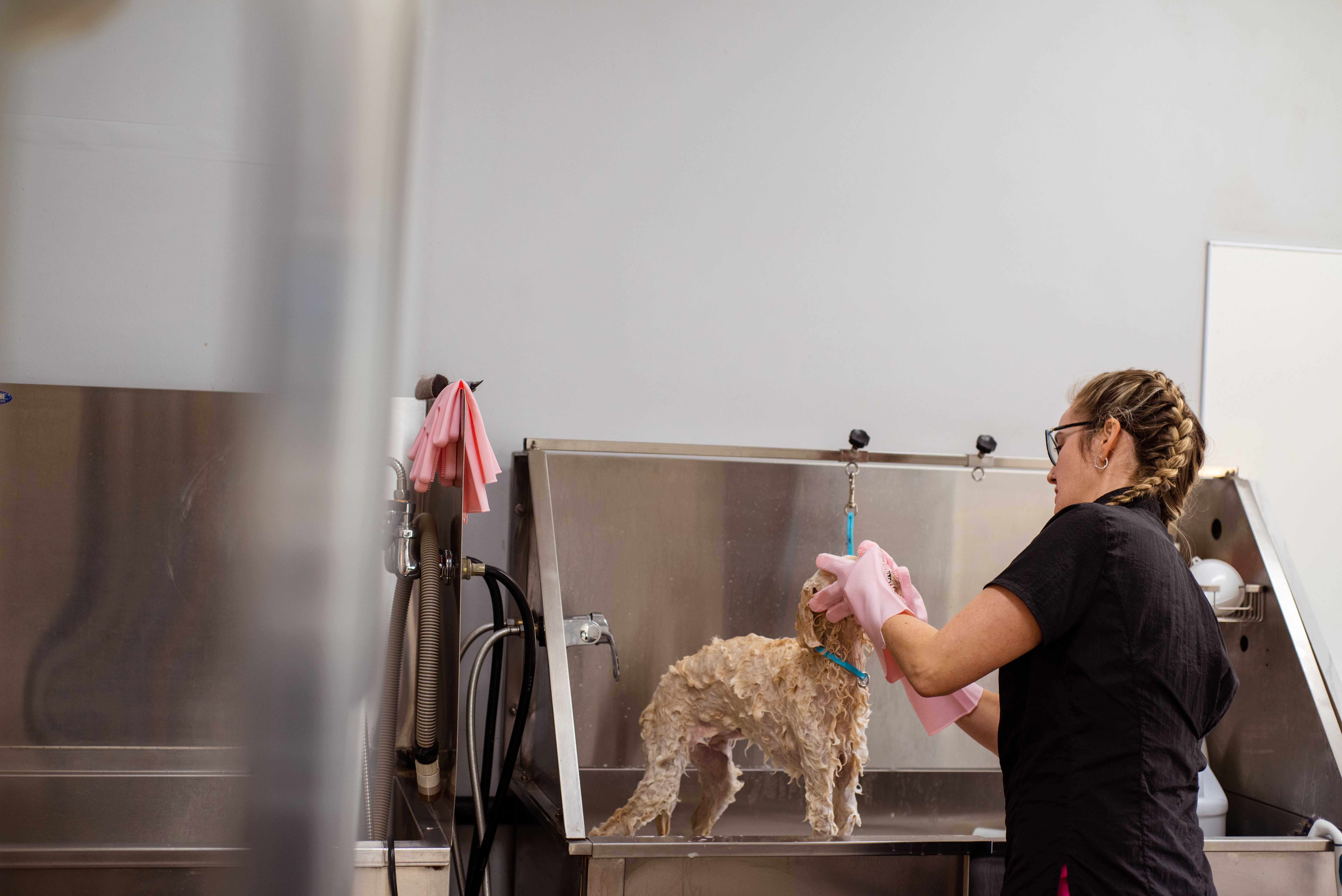 Toilettage canin à Aizenay : Top 3 des salons en 2026