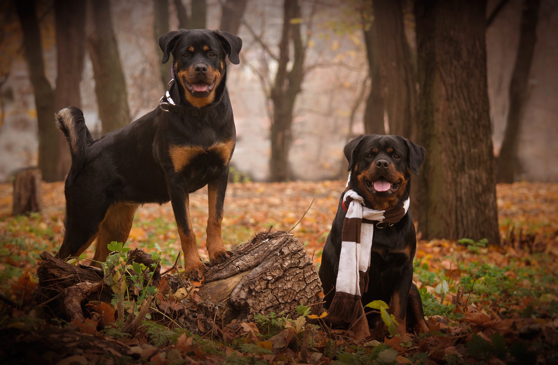 chien rottweiler
